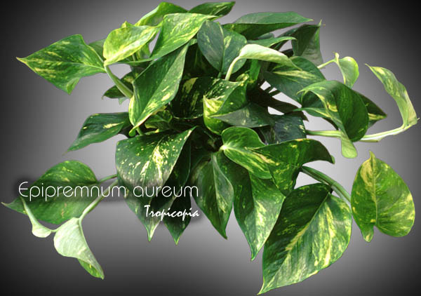 Hanging - Epipremnum aureum - Golden Pothos